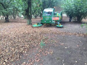2020: A Record Year for Hazelnuts in the Pacific Northwest