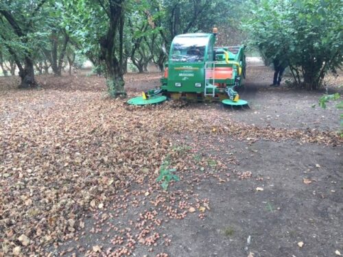 2020: A Record Year for Hazelnuts in the Pacific Northwest
